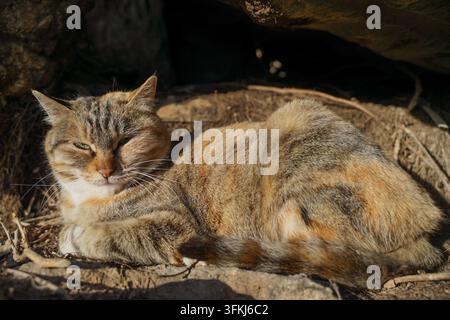 Gatto randagio calico vigile con occhi verdi semiaperti che guarda l'obiettivo Foto Stock