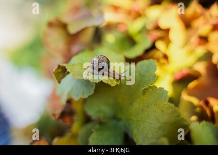Lumaca su foglia verde tra foglie autunnali illuminate dal caldo sole Foto Stock
