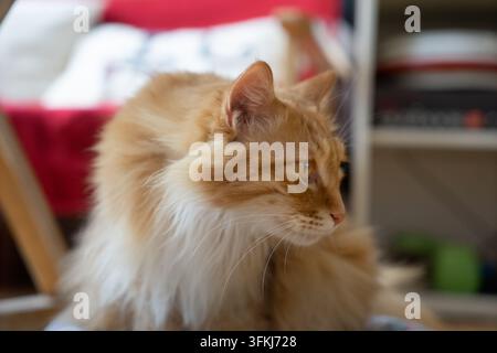 Profilo laterale di un gatto a pelo lungo arancione e bianco soffice che guarda di lato Foto Stock