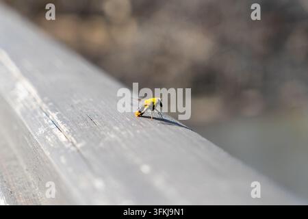Macro primo piano di un bombo che riposa su una recinzione di legno Foto Stock