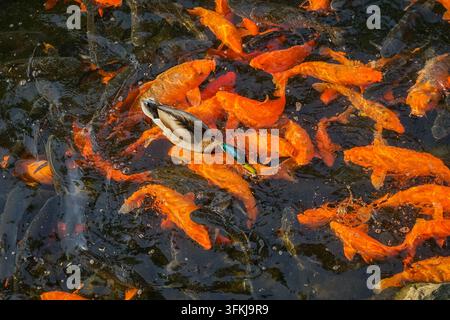 Anatra reale che galleggia tra uno sciame di carpe koi rosse Foto Stock
