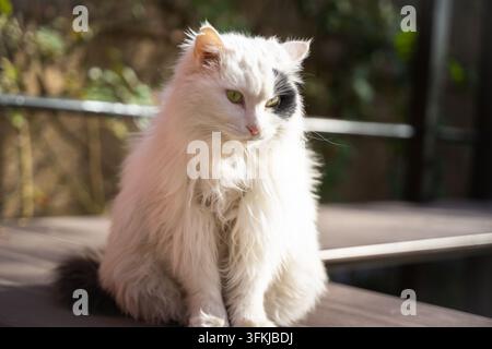 Primo piano del profilo laterale di un gatto bianco a pelo lungo che guarda lontano Foto Stock
