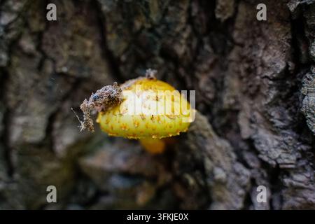 Prima vista di un minuscolo fungo giallo che cresce da solo sulla corteccia di un albero Foto Stock