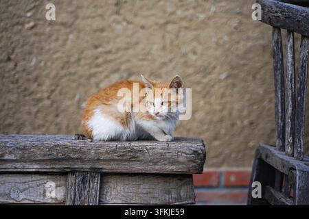 Piccolo gatto bianco e arancione accovacciato su uno sgabello di legno vecchio Foto Stock