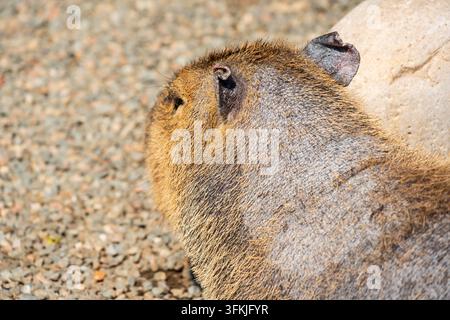 Prima vista del capo e dei dettagli del pelo del capibara Foto Stock