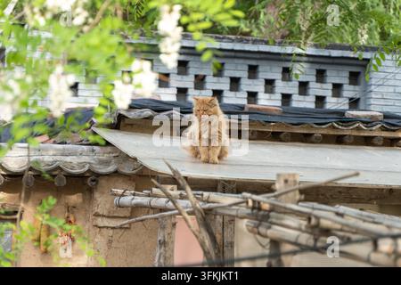 Gatto soriano tabby seduto su un tetto rustico di campagna Foto Stock