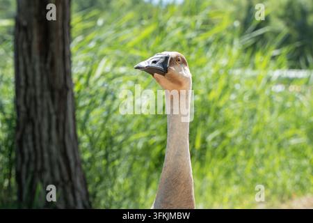 Prima vista della testa di un'oca selvatica nel Parco Forestale Olimpico di Pechino Foto Stock