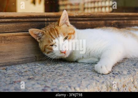 Gatto arancione e bianco che giace pigramente su un bordo di ghiaia accanto a una finestra di legno, guardando la fotocamera Foto Stock