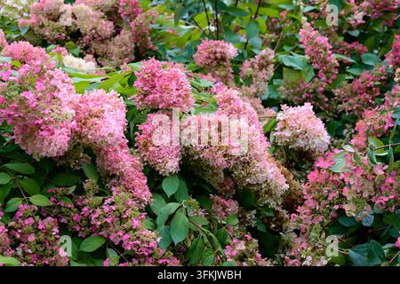 Primo piano di grandi panicoli rosa e bianchi di un cespuglio di hydrangea paniculata in fiore con foglie verdi in una giornata autunnale. Foto Stock