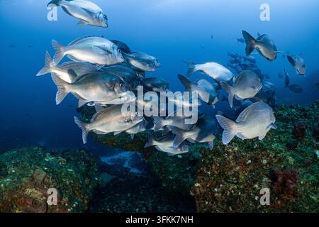 Scuola di pesci che crea una scena subacquea mozzafiato, nuotando insieme sopra una vibrante barriera corallina ad Aliwal Shoal Foto Stock
