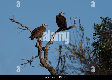 Ritratto di una coppia di avvoltoi adulti dal cappuccio che riposano su un ramo di un albero sopra la savana africana Foto Stock