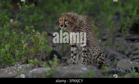 Giovane ghepardo (Acinonyx jubatus) alla ricerca di prede nell'erba. I ghepardi sono giocosi e curiosi Foto Stock