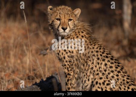 Ritratto di un giovane ghepardo (Acinonyx jubatus) che gioca sul terreno sabbioso e si rotola sulla schiena. I ghepardi sono giocosi e curiosi Foto Stock