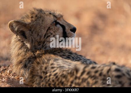 Prima piano di un cucciolo di ghepardo (Acinonyx jubatus) che riposa sul terreno sabbioso e si rotola sulla schiena. I ghepardi sono giocosi e curiosi Foto Stock