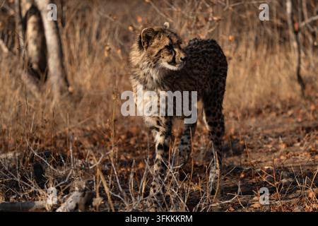 Giovane ghepardo (Acinonyx jubatus) in piedi nell'erba gialla. I ghepardi sono giocosi e curiosi Foto Stock