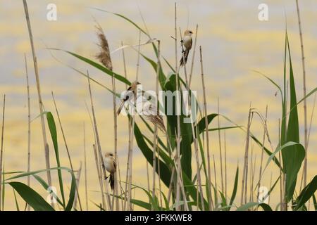 Barbuto Reedling (Panurus biarmicus) Foto Stock