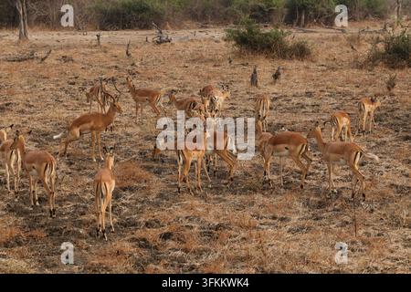 Impala (Aepyceros melampus) fotografato nel Parco Nazionale di South Luangwa, Zambia Foto Stock