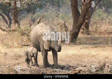 Elefante della savana africana (Loxodonta africana) fotografato nel Parco nazionale di South Luangwa, Zambia Foto Stock