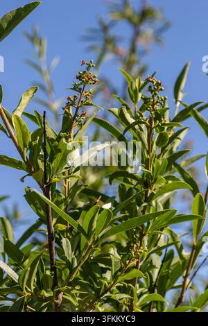 Grappoli di piccoli fiori e foglie verdi lussureggianti caratterizzano l’arbusto di ligustro selvatico Ligustrum vulgare che si crogiola sotto un cielo blu terso nel suo ambiente naturale Foto Stock