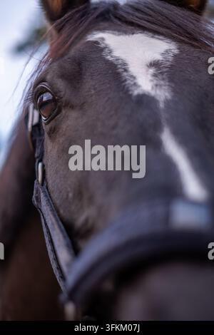 Estremo primo piano dell'occhio di un cavallo marrone con muso sfocato. Foto di alta qualità Foto Stock