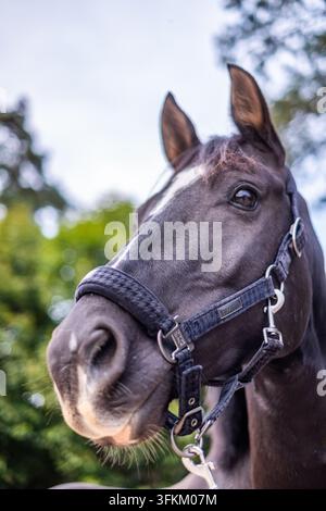 Prima piano della testa e del muso di un cavallo marrone contro il bosco e il cielo . Foto di alta qualità Foto Stock
