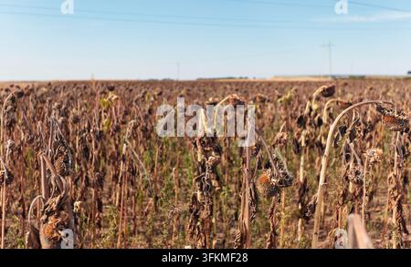 Girasoli essiccati sul campo di raccolta. colture di girasoli essiccati nel campo. paesaggio agricolo triste. Foto Stock