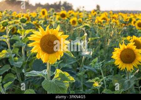 Girasoli in fiore in un campo agricolo durante l'ora dorata Foto Stock