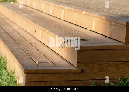 Scalini in legno rustico su un prato nel cortile Foto Stock