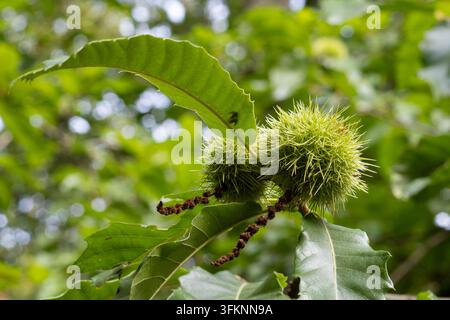 Borra di castagna dolce e foglie che crescono su un albero a Savernake Forest, Wiltshire, Inghilterra. Foto Stock