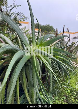 Grande pianta di aloe matura con lunghe foglie succulente seghettate coperte di gocce d’acqua in un giardino dell’Algarve, Portogallo. Foto Stock