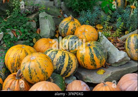 Zucchine a strisce gialle e verdi appoggiate sul terreno nel giardino autunnale Foto Stock