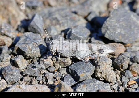 Cavalletta alare blu (Oedipoda caerulescens) su una pista sterrata, ben mimetizzata tra la ghiaia, Wilnsdorf, Renania Settentrionale-Vestfalia, Germania Foto Stock