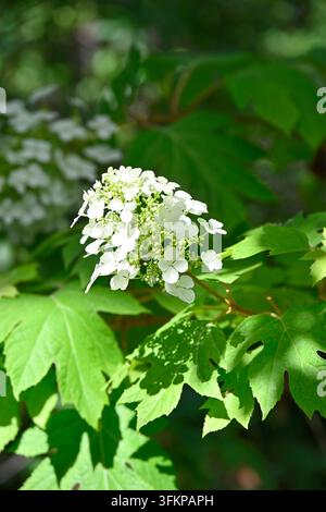 Foglie dorate estive e fiori bianchi dell'ortensia a foglia di quercia Quercifolia 'Little Honey' o Brihon che cresce in un giardino del Regno Unito a giugno Foto Stock