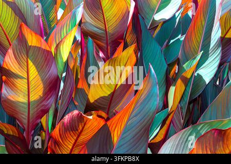 Uno sfondo macro astratto con foglie multicolore di una canna illuminate dal sole, che mostrano un vivace gradiente arcobaleno dal profondo bordeaux Foto Stock