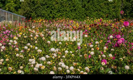 Giardino fiorito colorato pieno di fiori rosa, bianchi e arancioni tra una fitta vegetazione verde accanto a una serra e una siepe in un'area esterna riccamente piantata Foto Stock