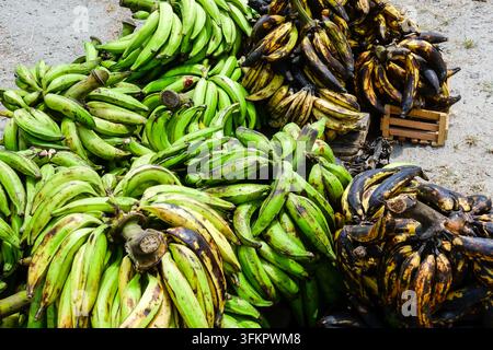Primo piano di grossi grappoli di banane da cucina, alcune ancora verdi e altre mature a giallo e nero, impilate su ghiaia e casse di legno in un mercato a Saint-Laurent-du-Maroni, Guyana francese, un dipartimento d'oltremare della Francia sul fiume Maroni di fronte al Suriname. Le banane da cucina sono un alimento base della cucina creola, maroon e surinamese locale. Foto Stock
