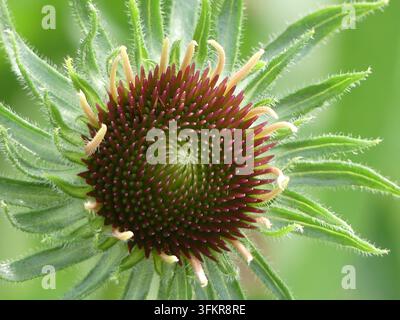 Vista macro dall'alto sul centro geometrico a cono spinoso di una giovane fiori di echinacea a foglie strette (Echinacea angustifolia) in estate Foto Stock