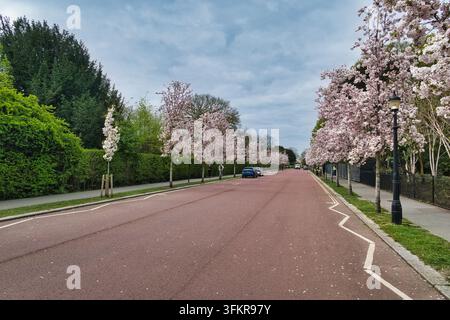 Strada fiancheggiata da fiori di ciliegio in primavera - Una bellissima strada fiancheggiata da alberi esplode di fiori di ciliegio rosa in primavera, creando un'atmosfera serena e pittoresca urbana Foto Stock