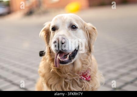 Amichevole Golden Retriever con una bandana a motivi seduto all'aperto su terreno lastricato durante il giorno Foto Stock