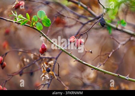 Primo piano di bacche rosse selvatiche di rosa su un ramo spinoso con piccole foglie verdi sullo sfondo di un autunno pesantemente sfocato sotto la luce naturale del giorno. Foto Stock