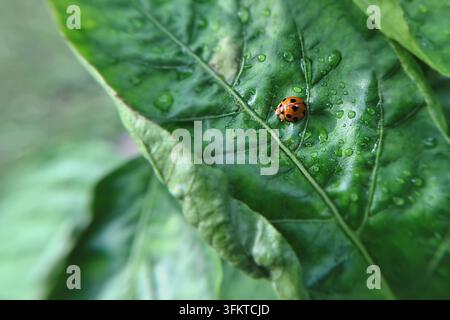 Una vivida macrofotografia di una coccinella variabile arancione, Coelophora inaequalis, su una foglia verde bagnata coperta di gocce d'acqua dopo una pioggia fresca Foto Stock