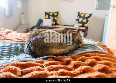 Gatto domestico rilassato giace accoccolato su una morbida coperta arancione sopra il letto in una camera da letto luminosa e accogliente. La calda luce del sole filtra dalla finestra, evidenziando la calma, com Foto Stock