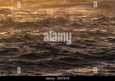 Caldo bagliore dorato del tramonto illumina le onde dell'oceano lungo la costa di Kauai, formando increspature e una leggera schiuma mentre le onde si muovono con calma verso la riva sotto lo sguardo Foto Stock