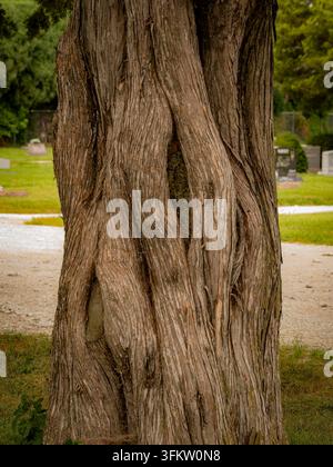 Primo piano dettagliato della corteccia marrone ruvida, fibrosa e profondamente strutturata su un tronco di albero maturo in un ambiente di parco Foto Stock