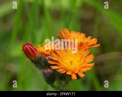 Macro primo piano di vivaci capolini di Pilosella arancione con raggi infuocati, steli pelosi e gemme scure non aperte e sfocate in un prato erboso. Foto Stock