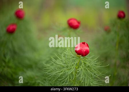 Paeonia tenuifolia. Peonia rossa non schiusa su sfondo verde sfocato nel giardino. Peonia a foglia di felce. Fiori primaverili Foto Stock