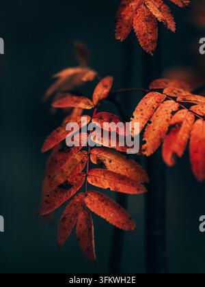 Primo piano di vivaci foglie di sorbo arancioni e rosse che brillano su uno sfondo di foresta scura durante l autunno nel nord della Svezia Foto Stock