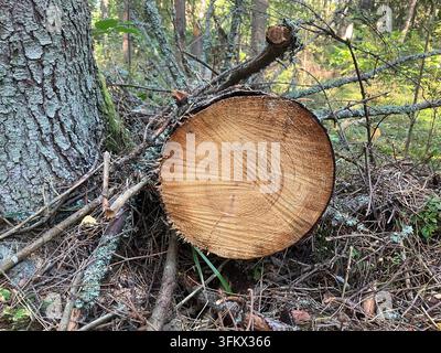 Tronco d'albero tagliato che mostra gli anelli di crescita annuali in una foresta Foto Stock