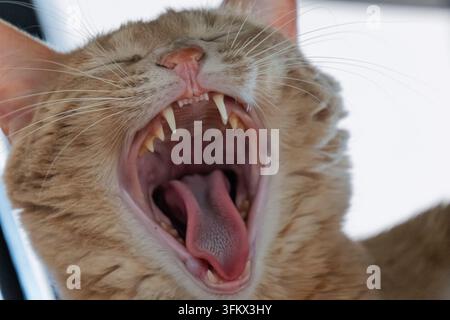 Primo piano di un gatto tigrato fulvo che sbadiglia ampiamente, mostrando i suoi affilati canini e la lingua rosa. Foto Stock