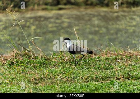 Un pavone ala-spigata che cammina su una riva erbosa accanto a uno stagno coperto di lenticchie d'acqua. Foto Stock